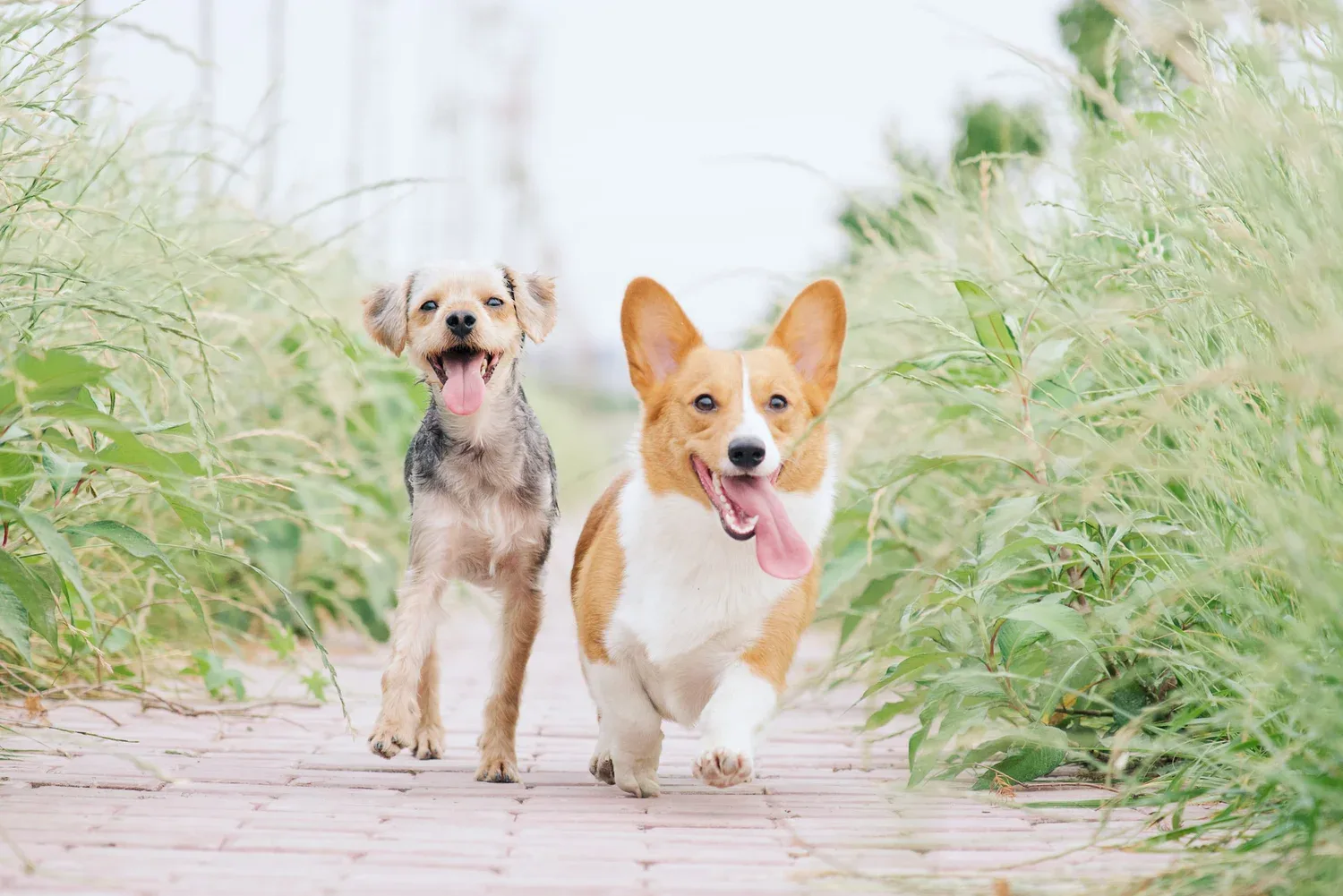 A Dog’s Life: Pet Expo