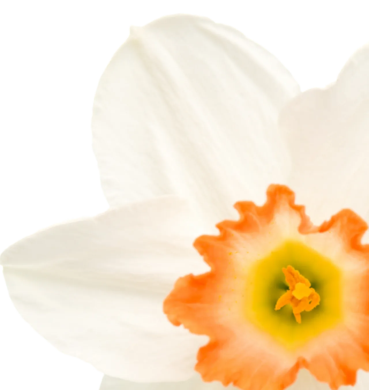 Harrogate Spring Flower Show