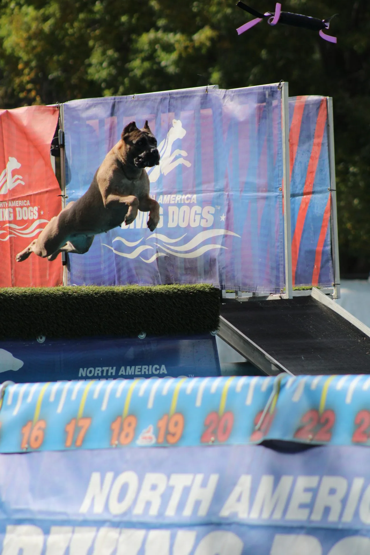 New York State Canine Expo